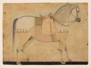 FORGE lynch Kishangarh-stallion